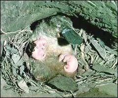 Ce mammifre vraiment trs curieux, aux moeurs farouches, grognon, possde un aiguillon venimeux. Quel est-il ?