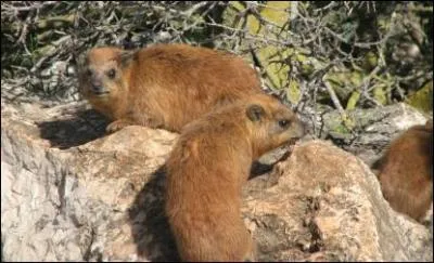 Cette espce de mammifre du genre Procavia que l'on appelle le daman du Cap ressemble  une marmotte, mais de quel autre animal est-il pourtant un proche cousin ?