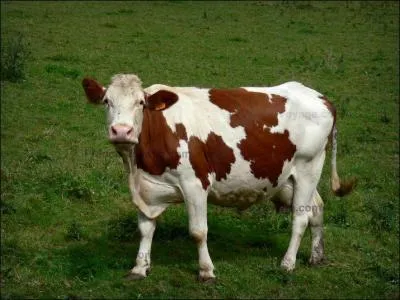 Quelle est la base d'une alimentation saine pour les bovins ?