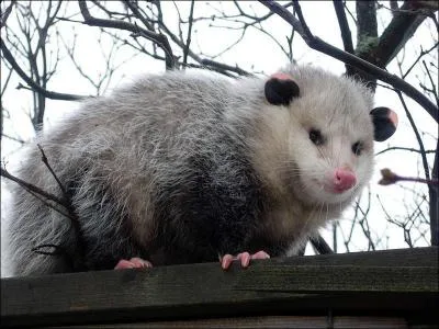 Il est aussi appel sarigue et vient d'Australie, qui est-ce ?