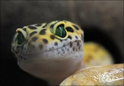Quel est ce lzard apprci comme animal de compagnie ?