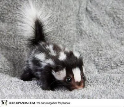 Qui est cette petite bouille toute anglique ?