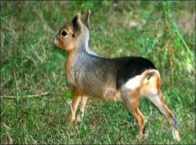 Quelle est cette sorte de biche miniature qui est en fait plus proche du cobaye ?