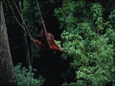 Un mode de transport imprvu, qui lui permet de voyager en poussant son grand cri !