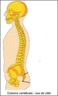 Combien possdons-nous de vertbres thoraciques ?