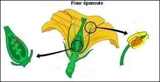Quel est l'organe femelle d'une fleur ?