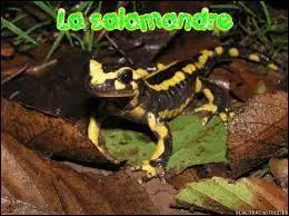 Une salamandre est capable de reconstituer une de ses pattes malheureusement ampute.