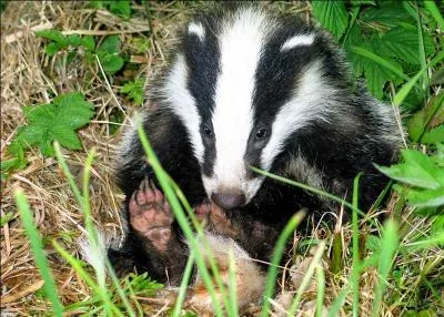 Afin d'aider tout le monde, y compris les plus jeunes, la photo de cet animal devrait vous aider  trouver ce rus personnage !