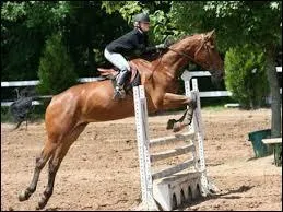 Petit bonus, quel est le concours de CSO o l'on doit s'appliquer et tre en harmonie avec le cheval ?