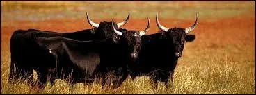 Dans quelle fte traditionnelle de la Provence les protagonistes sont-ils les taureaux ?