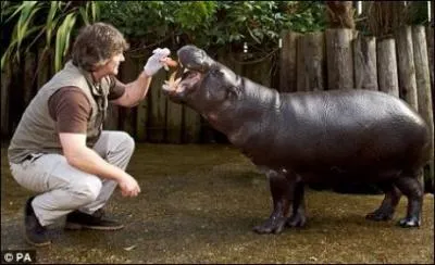 Quel est cet hippopotame, plus petit et bien plus rare ?