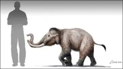 Quel est ce petit lphant malheureusement disparu ?