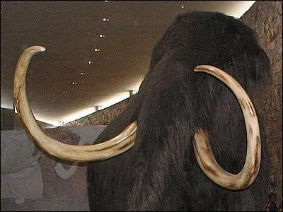 Quel est cet lphant prhistorique ?