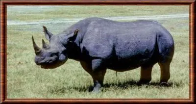 Quel est ce rhinocros, lui aussi d'Afrique ?