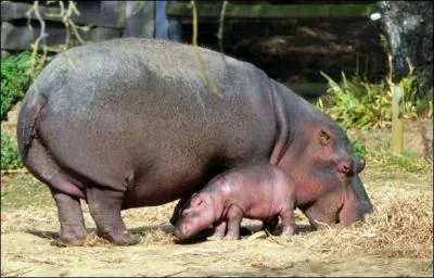 Quel est ce gros animal aquatique d'Afrique ?