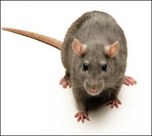Quel est ce rat qui a conquis le monde entier (sauf les ples Nord et Sud) ?
