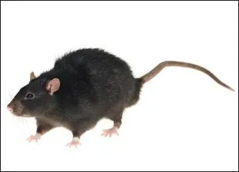 Quel est ce rat qui est plus petit mais qui a lui aussi conquis toute la Terre ?