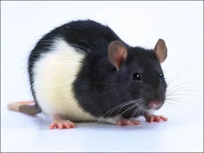 Quel est ce rat un peu plus aim des humains ?