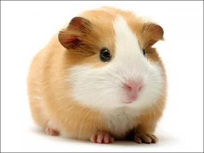 Quel est ce rongeur de compagnie appel aussi cobaye ?