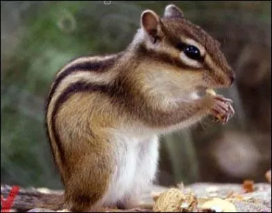 Quel est cet cureuil de plus en plus pris comme animal de compagnie ?