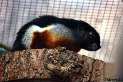 Quel est cet cureuil aux belles couleurs ?