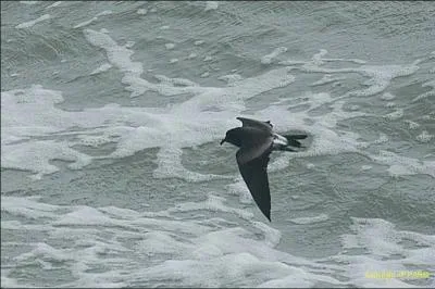 Je niche sur les ctes norvgiennes, islandaises et cossaises :