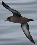 Je mesure jusqu' 109 cm d'envergure : 