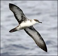 Mon nom scientifique est Puffinus gravis :