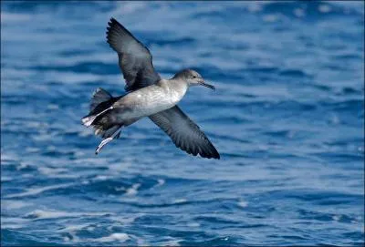 Je mesure jusqu' 38 cm de long :