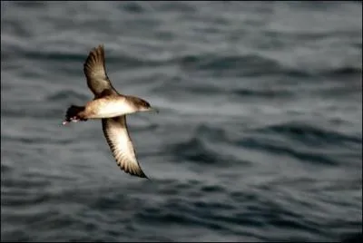 Je vis dans l'Est atlantique et plus particulirement vers les les de Madre et du Cap-Vert :