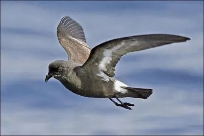Je suis la plus petite et la plus commune des ocanites europennes :