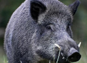 Quiz Les suidés : cochons et sangliers