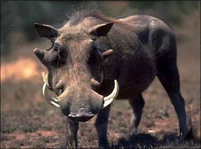 Quel est ce ''cochon'' sauvage d'Afrique ?