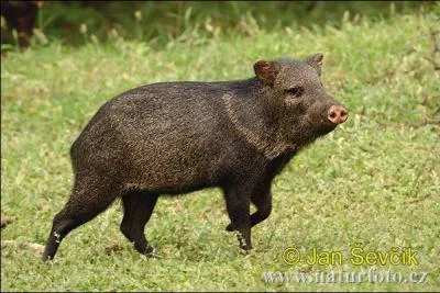 Quel est ce petit  cochon  sauvage qui tient son nom de la tache sur son cou ?