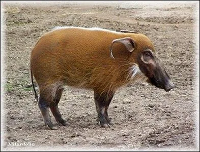 Quel est ce  cochon  sauvage aux belles couleurs ?