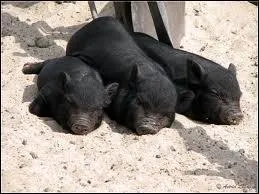 Quel est ce petit de la famille des Suids, apprci comme animal de compagnie ?