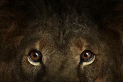 O se situe l'action du roman  Le Lion , de Joseph Kessel, dans lequel un K'morane combat King, le lion de Patricia ?