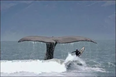 Dans le film  Brice de Nice , quelle remarque entend-on trs souvent ?