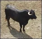 En quelle anne la cour d'appel de Toulouse a-t-elle reconnu la lgalit des courses de taureaux ?