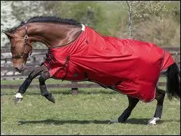 C 'est quoi se que porte le cheval sur la photo.