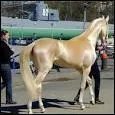 Qu'elle est cette race attention, il est dans le livre des records, c'est le plus beau cheval du monde ?