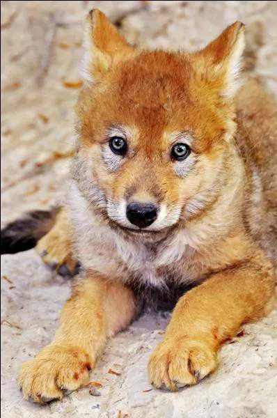 Comment s'appelle le petit du loup ?