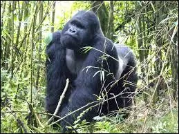 Comment s'appelle la scientifique qui a tudi les gorilles au Rwanda ?