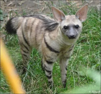 C'est aussi une hyne mais elle n'en possde pas le nom, laquelle est-ce ?