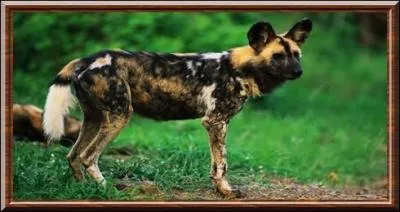Un cousin plus rare vivant en Afrique et dont le nom signifie  chien peint , quel est son nom ?