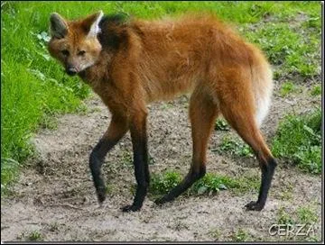 Un autre cousin vivant en Amrique du Sud, il a pour nom :