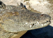Quiz Les crocodiliens et leurs dents !