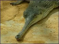 Quel est ce crocodile au long museau ?
