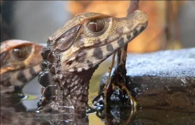 Quel est le plus petit crocodile du monde ?