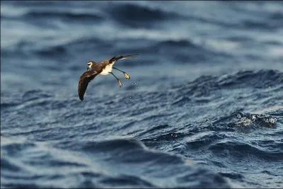 Je suis le seul hydrobatidae enti�rement gris dans la r�gion. Je suis :